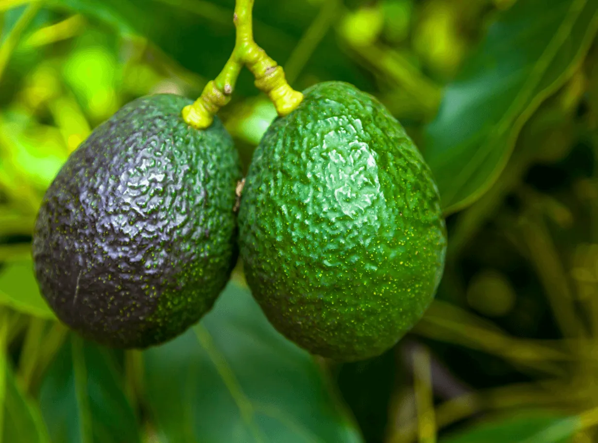 האתר של Canacado