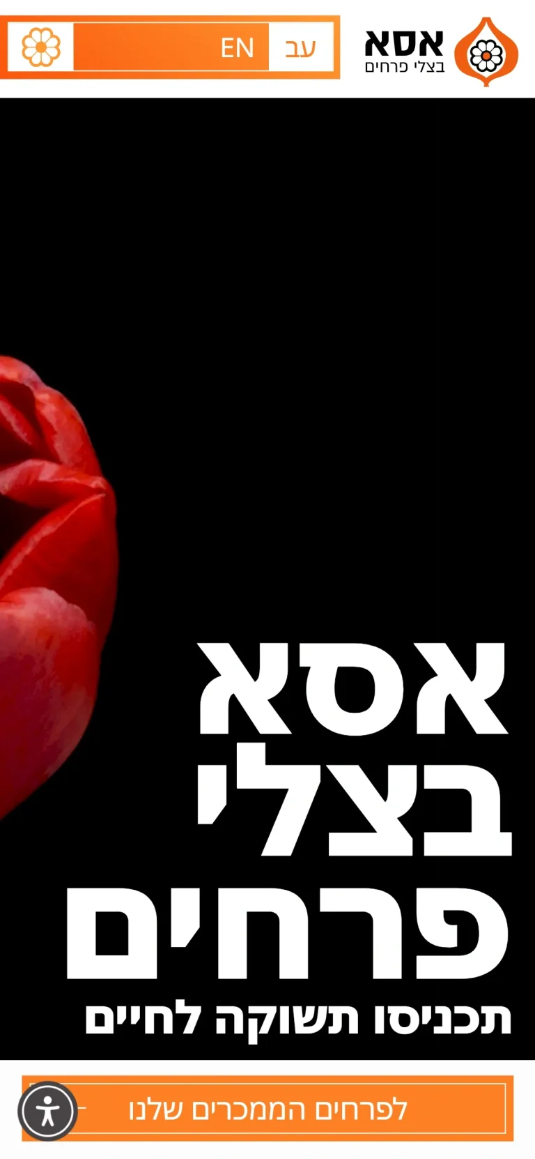 האתר של אסא בצלי פרחים בטלפון, מסך 1